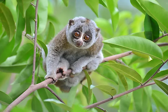 A Bengal slow loris on a tree branch.