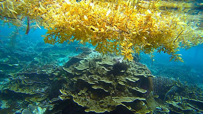 sargassum sea-weed