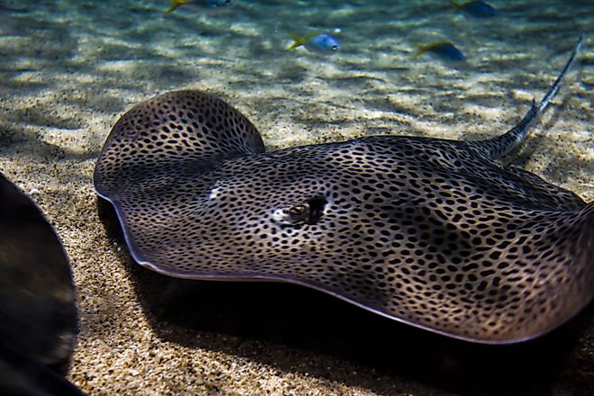 A wonderful shot of freshwater stingray fish