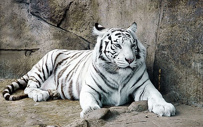 A white tiger lying on a rock.