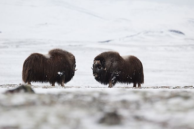 Musk-ox pair in winter in Norge, Dovrefjell Nation Park. Via Shutterstock / Zoltan Katona.
