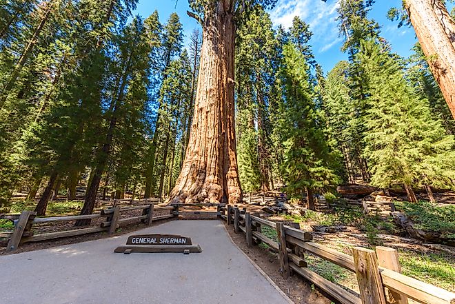 General Sherman Tree - the largest tree on Earth