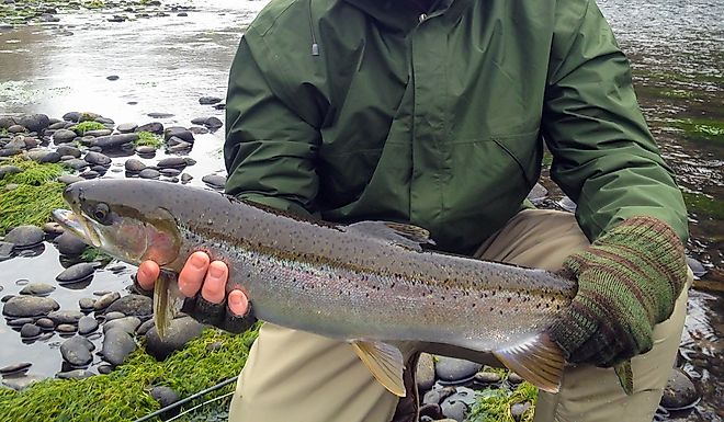 fly fisherman holding a steelhead trout