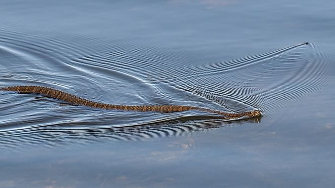 A northern water snake swimming in a lake as a water bug swims away.