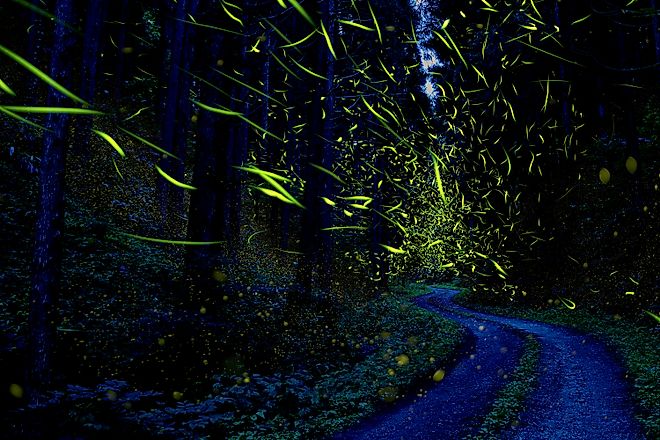 Fireflies light up a forest in Japan.