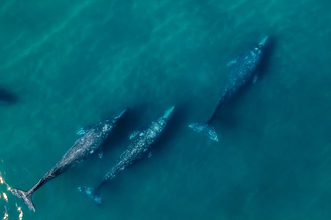 Gray whales migration. 