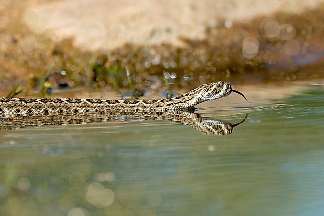 A Western-diamondback rattlesnake entering the water.