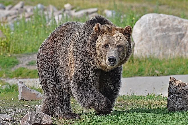 Grizzly Bear Walking. 