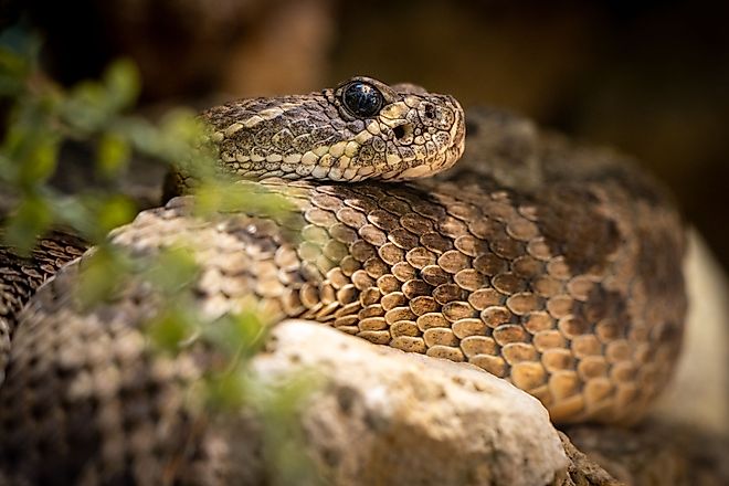 A closeup shot of Western diamondback rattlesnake (Crotalus atrox).