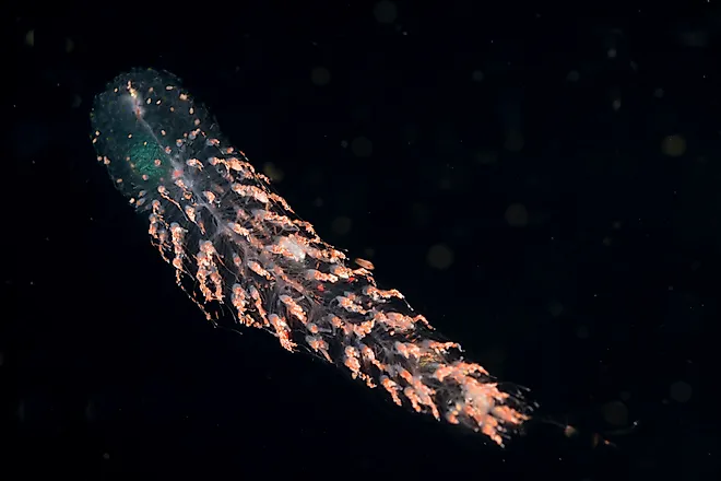 Red-spotted siphonophor
