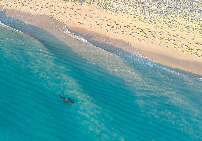 Shark swimming in shallow water in Miami Beach by drone