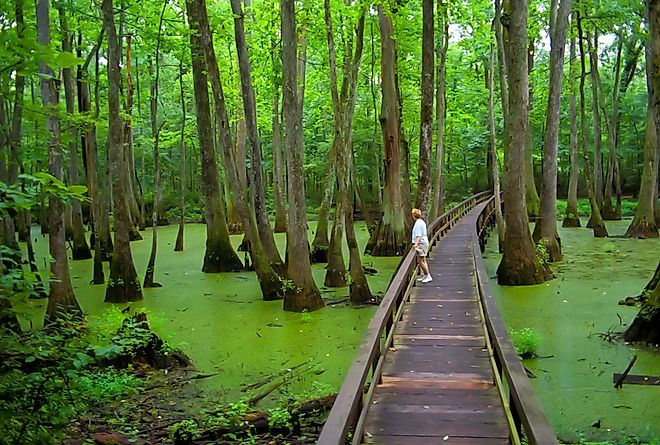Cypress Swamp along the Natchez Trace Parkway, Mississippi. Image credit: Dennis MacDonald / Shutterstock.com