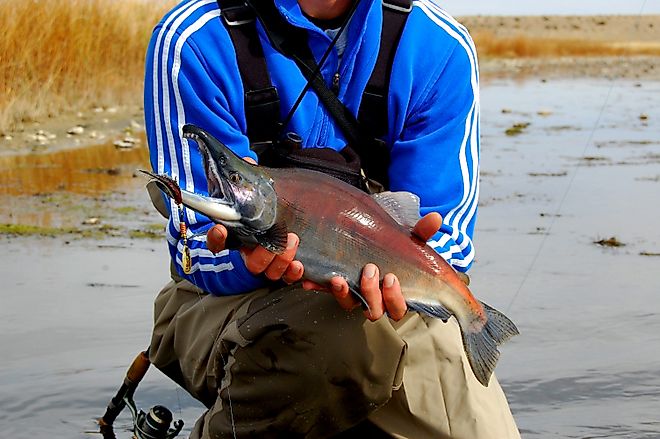 Kokanee Salmon caught in the US