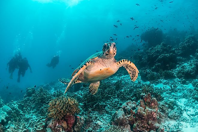 Underwater shot of an endangered hawksbill turtle among beautiful coral reef and tropical fish. 