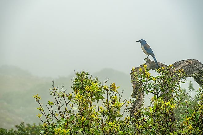 Island Scrub-Jay pauses on a branch on a foggy day in the Channel Islands National Park.
