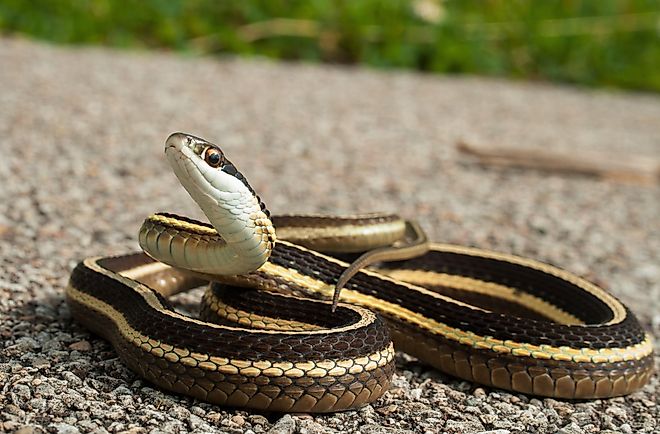Eastern Ribbon snake posing on road with head up.