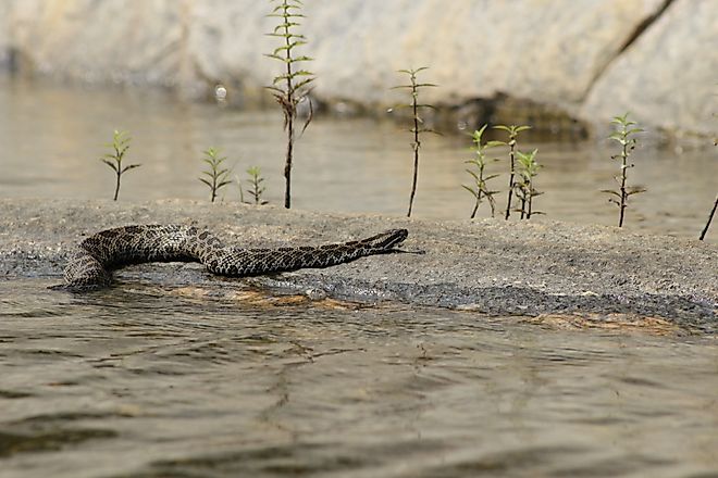 Eastern Massasauga Rattlesnake resting on a rock slab in water.