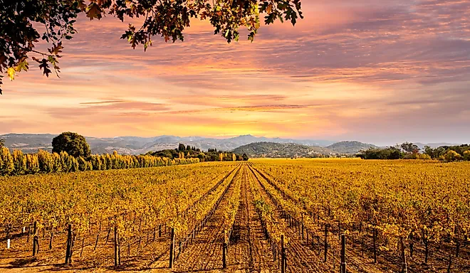 Beautiful Sunset Sky in Napa Valley Wine Country on Autumn Vineyards.