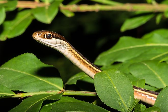  Eastern Ribbon Snake in the shrub.
