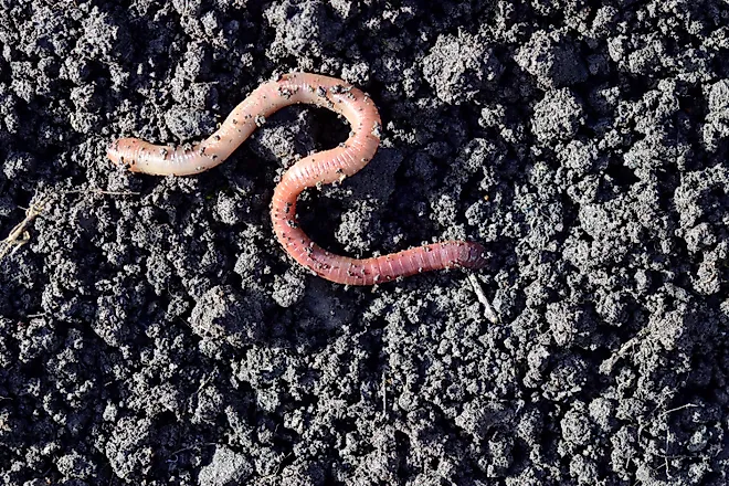 Earthworm moving on the fertile soil.