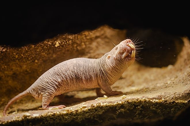 A naked mole-rat (Heterocephalus glaber)