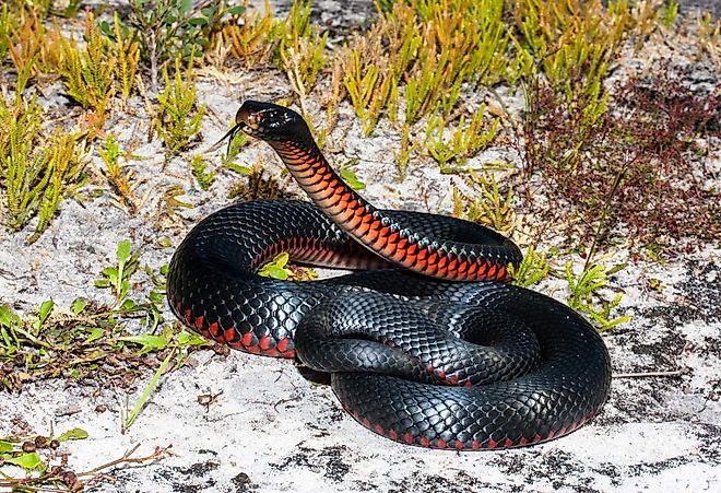 Red Bellied-Black Snake