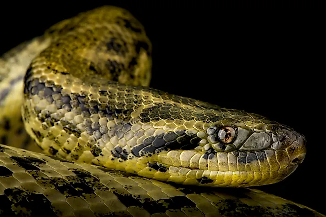 The Yellow anaconda (Eunectes notaeus) 