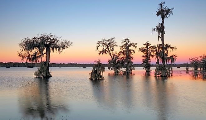 Cypress Trees in Lake Martin, Breaux Bridge, Louisiana, USA 