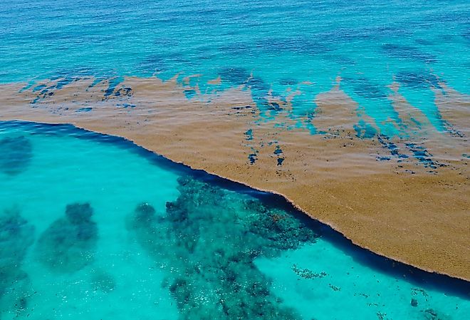 Caribbean sea covered by Sargasso algae.