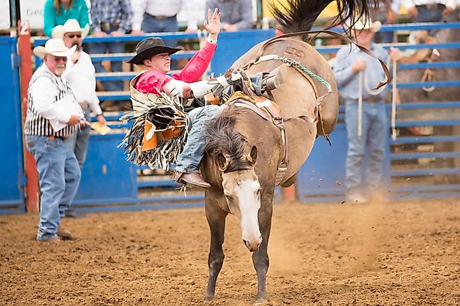 Bareback bucking horse competition at the Philomath Rodeo. Image credit Bob Pool via Shutterstock
