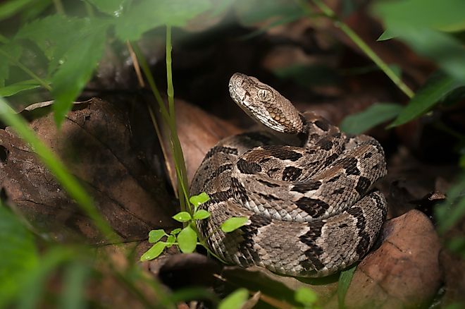 A beautiful juvenile timber rattlesnake coiled up on a leaf.
