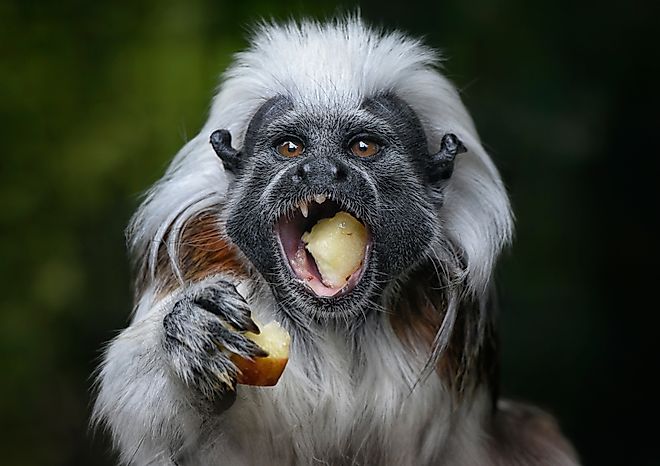 A cotton-top tamarin feeding on fruits.