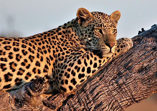 Leopard relaxing on a tree branch. Image Credits: van der merwe 123 via Shutterstock
