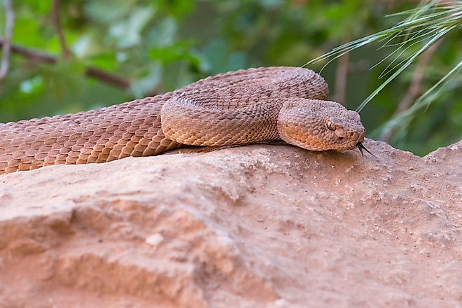 A wild rattlesnake in Grand Canyon National Park in Arizona.