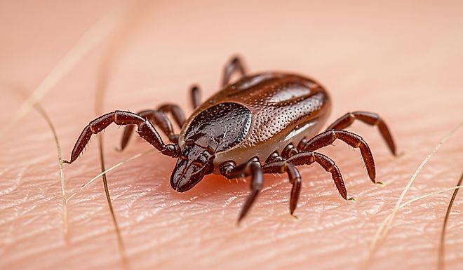Female deer tick on hairy human skin. 