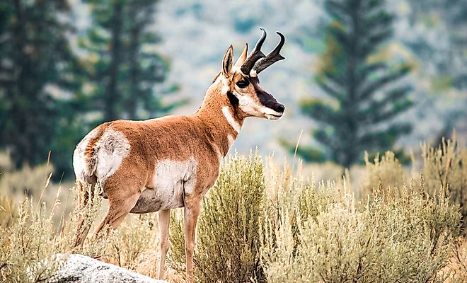 A pronghorn (Antilocapra americana)
