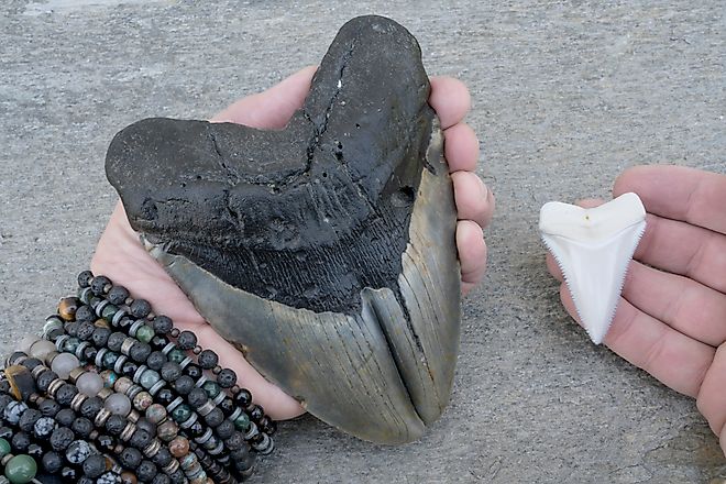 Megalodon Shark Pathological Double Tooth and Modern Great White Shark Tooth on the beach in the US
