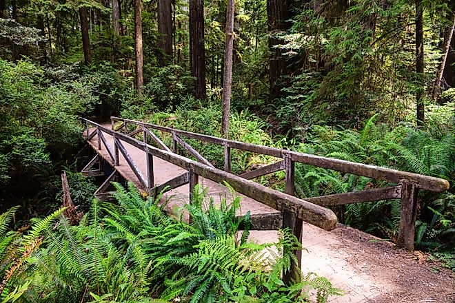 Simpson Reed Grove bridge at Jedediah Smith Redwoods State Park in Crescent City, California. 