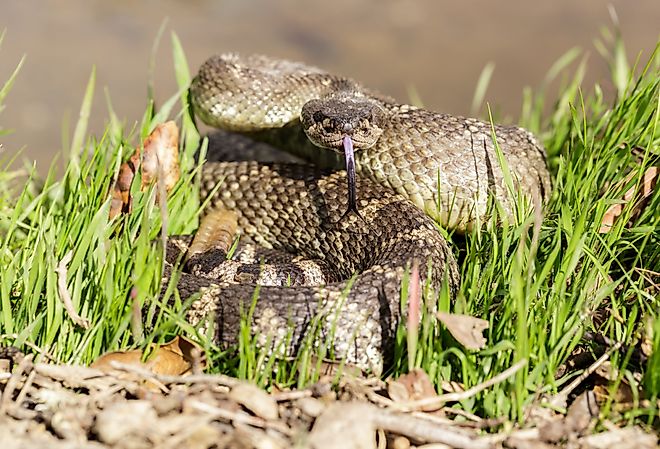Angry northern Pacific rattlesnake in defensive position, Santa Clara County, California.
