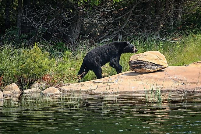Black bear on a rock. 