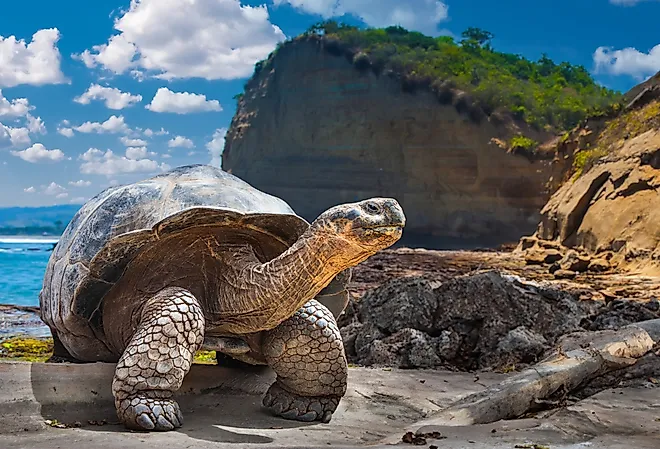 Galapagos tortoise, Galapagos Islands, Ecuador.