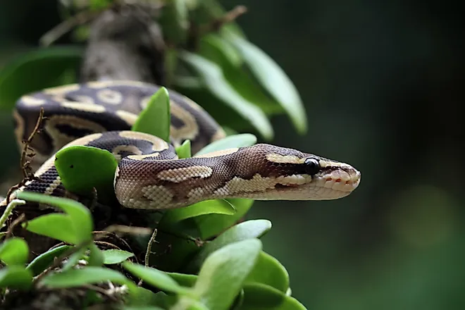 Ball python snake close up on a tree. 