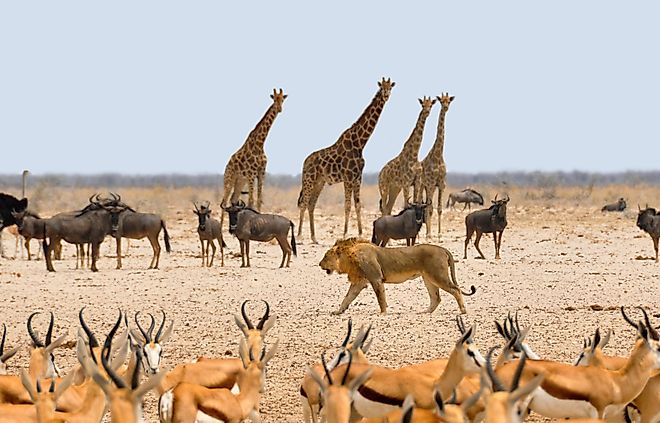 A natural scene depicting multiple species coexisting in their habitat