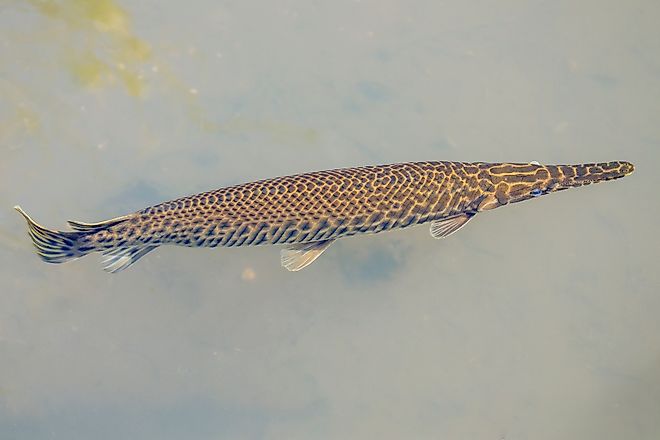 Alligator Gar in shallow water