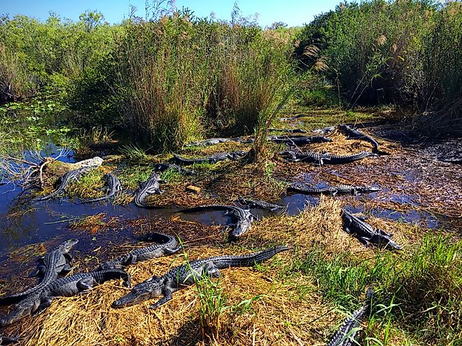 Alligators in Everglades National Park, Florida