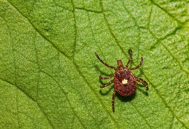Lone Star Tick (Amblyomma americanum) on a green leaf.
