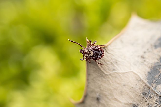 Close-up of American dog tick or wood tick
