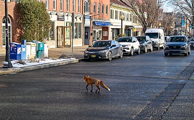 he red fox Vulpes vulpes, animal running through city streets in winter, New Jersey, US. Editorial credit: Sergey Demo SVDPhoto / Shutterstock.com