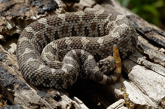 Juvenile Eastern Massasauga Rattlesnake coiled on a log.