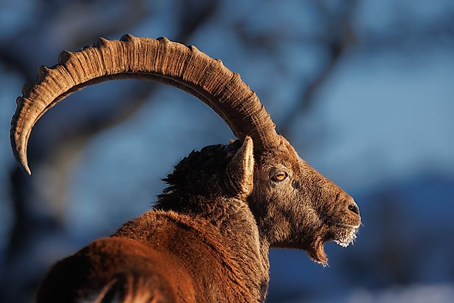 An Alpine ibex (Capra ibex)